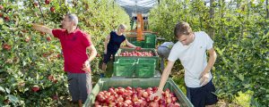 Hoher Bio-Anteil bei steirischer Apfelfläche
