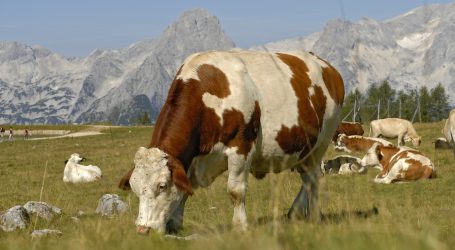 Land Tirol sponsert Alpung von Milchkühen