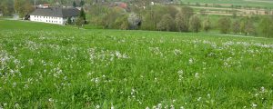 Wie mähen und trotzdem Insekten schonen?