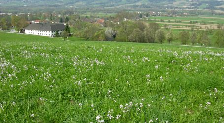 Wie mähen und trotzdem Insekten schonen?