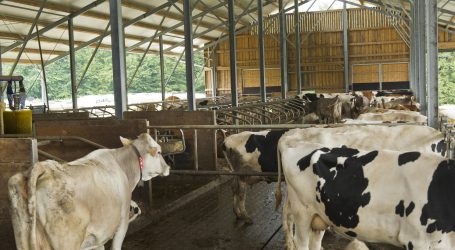 Auch 2019 Rückgang bei Milchbauern
