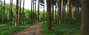 Forststraßen biodiversitätsfördernd erhalten