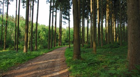 Forststraßen biodiversitätsfördernd erhalten
