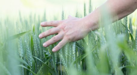 Edelhofer Bio-Winterweizensorten glänzen bei Ertrag