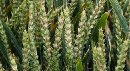 BOKU entwickelte superpotente Simultananalyse