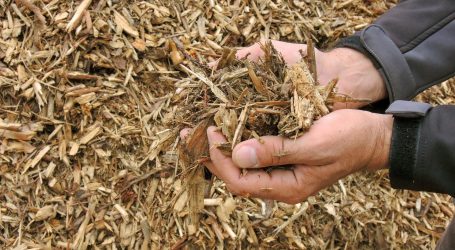 Waldverband verteidigt Holznutzung