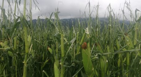 Region Kitzbühel schwer von Hagel getroffen