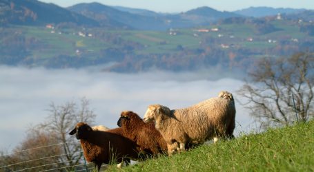 Nicht nur Wölfe reißen Schafe