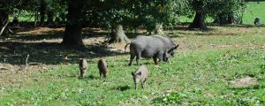 Erstmalig Schweinepest in Brandenburg nachgewiesen