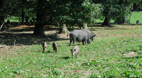 Erstmalig Schweinepest in Brandenburg nachgewiesen