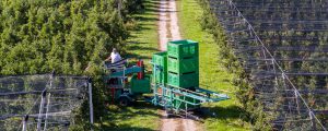 Saisonstart für heimische Tafeläpfel geglückt