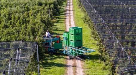 Saisonstart für heimische Tafeläpfel geglückt