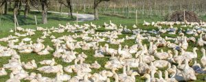 Lebensmittelbehörde EFSA warnt vor Vogelgrippe