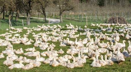 Lebensmittelbehörde EFSA warnt vor Vogelgrippe