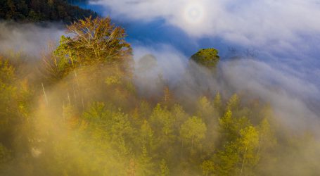 Forsttagung Taggenbrunn 2021