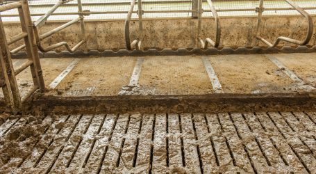 Beschleunigter Rückgang der Milchbetriebe