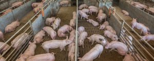Bio Austria befremdet über Stellungnahmen zur GAP
