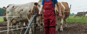 Tierische Produktion 2019 im Minus
