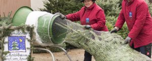 Im Advent frohlockt der Christbaumproduzent