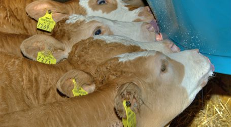 Land Tirol stützt heimischen Kälberabsatz