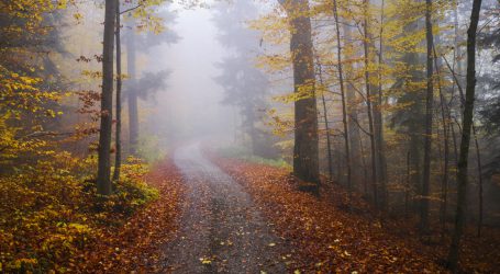 WWF Waldbericht als Grundlage für Grüne Waldpolitik