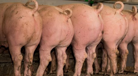Vermarktungsoffensive für Schweinefleisch geplant