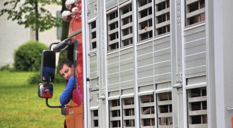 EU-Abgeordnete fordern kürzere Tiertransporte