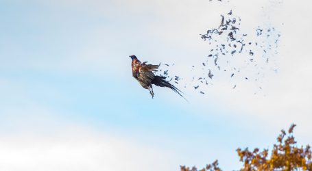 Bernhuber bedauert Vagheit im Bleischrotverbot