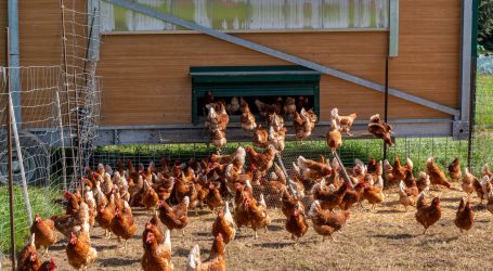 Waitz / Wiener werfen sich für Hofschlachtung ins Zeug