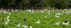 Schweizer FiBL Biolegehennentagung online