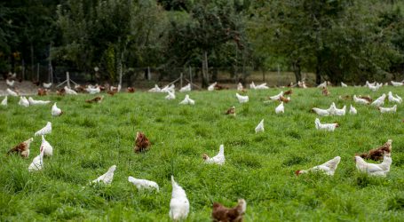 Schweizer FiBL Biolegehennentagung online
