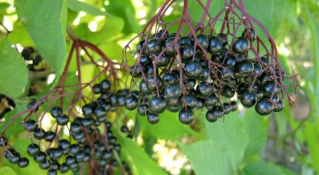 Schweizer FiBL Bioobstbautagung online