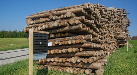 Klimaschutz verlangt Nutzung des Waldes