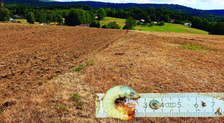 ÖKL Webinar über Engerlinge im Grünland