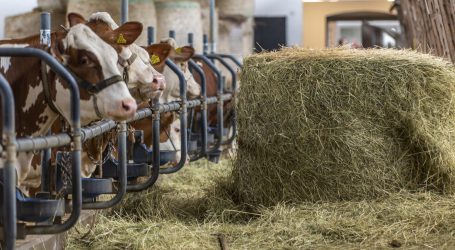 Ausstieg aus Milchproduktion in NÖ am häufigsten