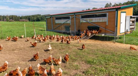 Tierschutzaktivisten starten Nachfolge-Initiative