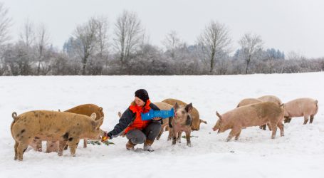 Tierschutzvolksbegehren schafft respektables Ergebnis