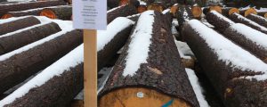 Haselfichte erzielte den Höchstpreis in Lechaschau