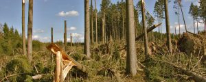 Schadholzereignis abgabenmindernd geltend machen