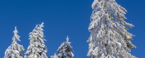 Drei Listen fordern den Tiroler Bauernbund heraus