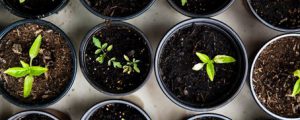 Garten: Tipps für die erste Aufzucht
