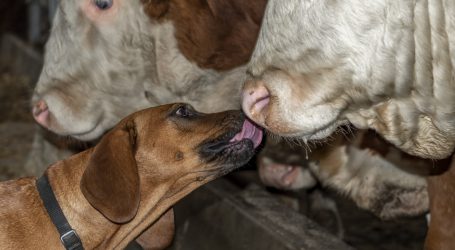 Intensivere Marktpflege durch ARGE Rind