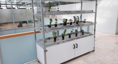 Automat lässt Basilikum sprießen