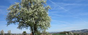 Obstbäume bei Biosphärenpark Wienerwald bestellen