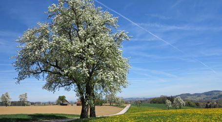 Obstbäume bei Biosphärenpark Wienerwald bestellen