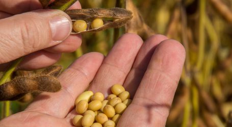Moldawien fit für Bio-Sojaexport