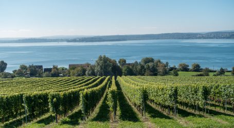 Weinmangel eher unwahrscheinlich