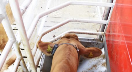 Commodity Feeder bei Lely nun Standard