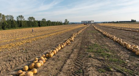 Kein Chinese kann Kürbiskernöl konsequenzlos kopieren