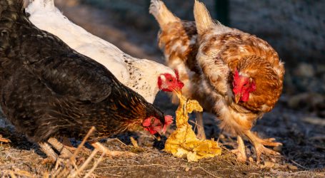 Vogelgrippe in Mühlviertler Kleinbestand